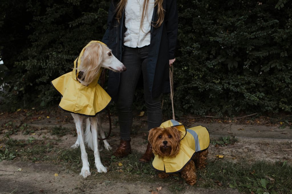 dogs wearing rain coats