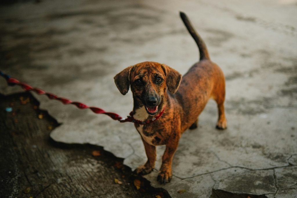 dog walker walking dog