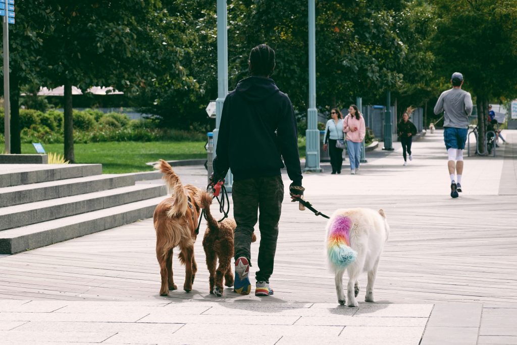 walking three dogs together