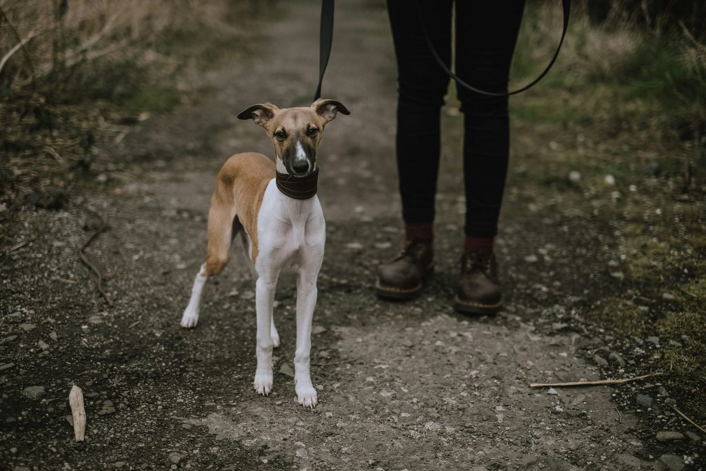 dog on leash